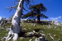 Album fotografico: Il pino loricato