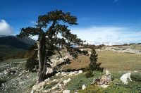 Album fotografico: Il pino loricato